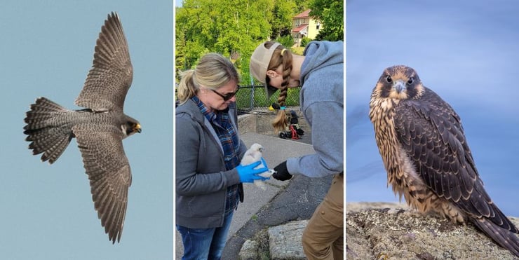 Peregrines of the North Shore.