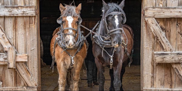 Forest History Center.